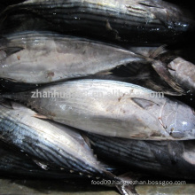 Frozen bonito tuna fish price on sale, tuna for canned